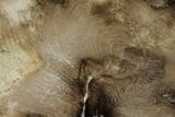 Petrified Wood (Juniper) Slab - McDermitt, Oregon #158920-1